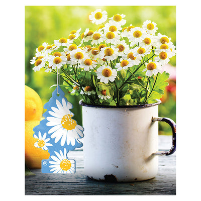 1 stk. Wunderbaum daisy flower (3)