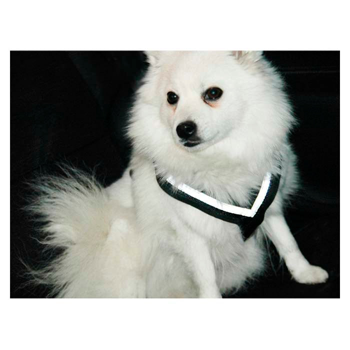 Hundesele MIMsafe Allsafe - Small (3)
