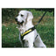 Hundesele MIMsafe Allsafe - Medium (4)